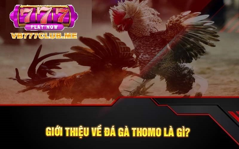 Giới thiệu về Đá Gà THOMO tại VB777
